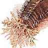 Holothurie actinopode